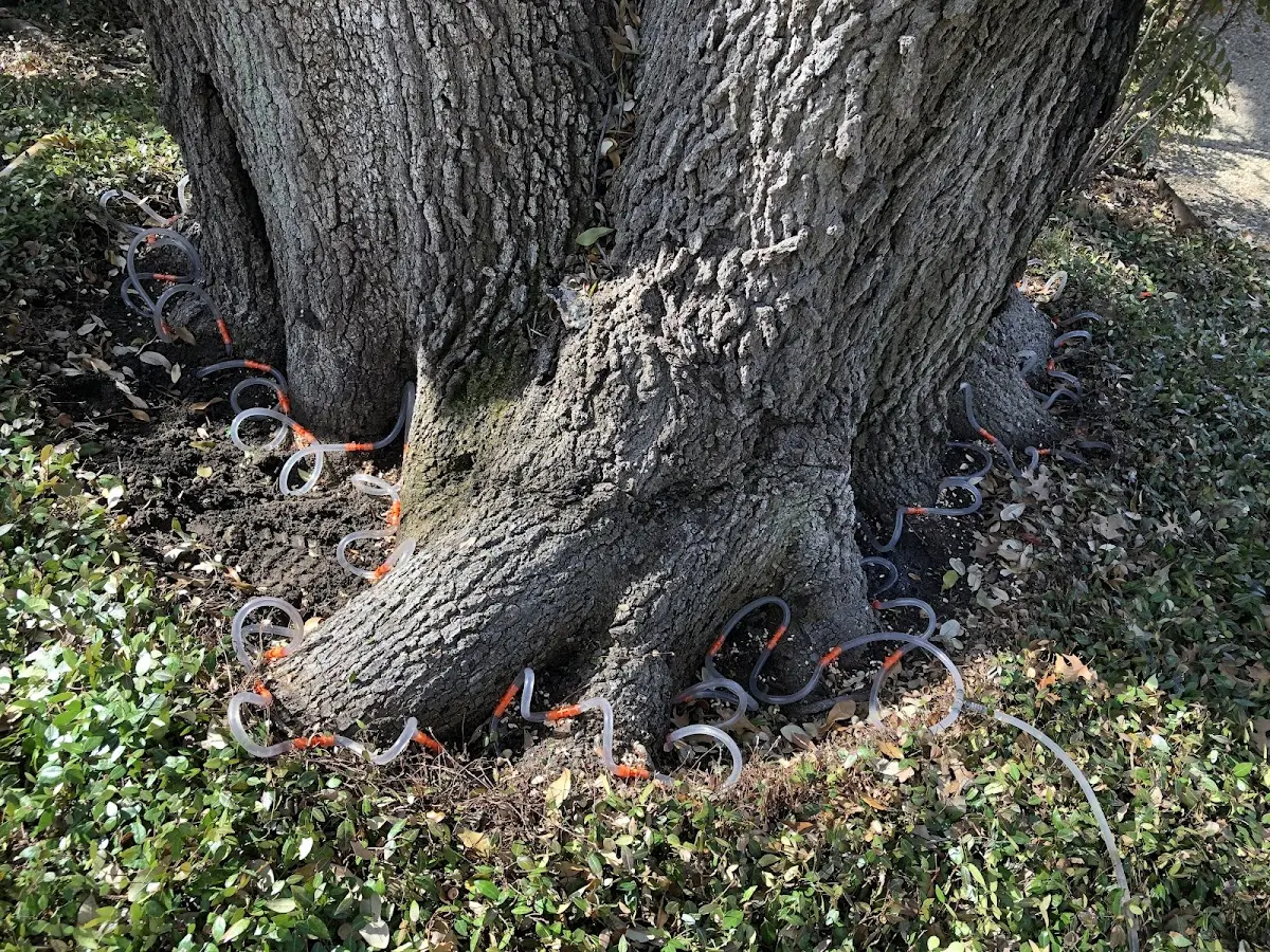 Detailed Tree Cabling and Bracing job site in Aristes