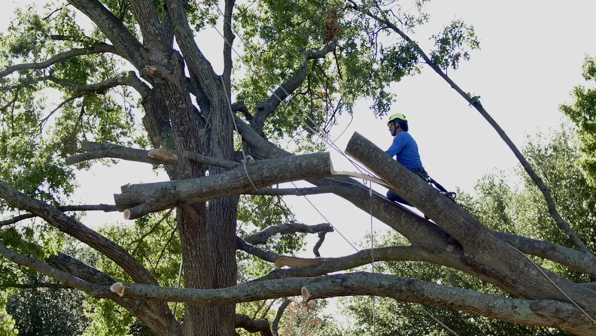 Professional Crown Thinning performed by certified arborists in Aristes
