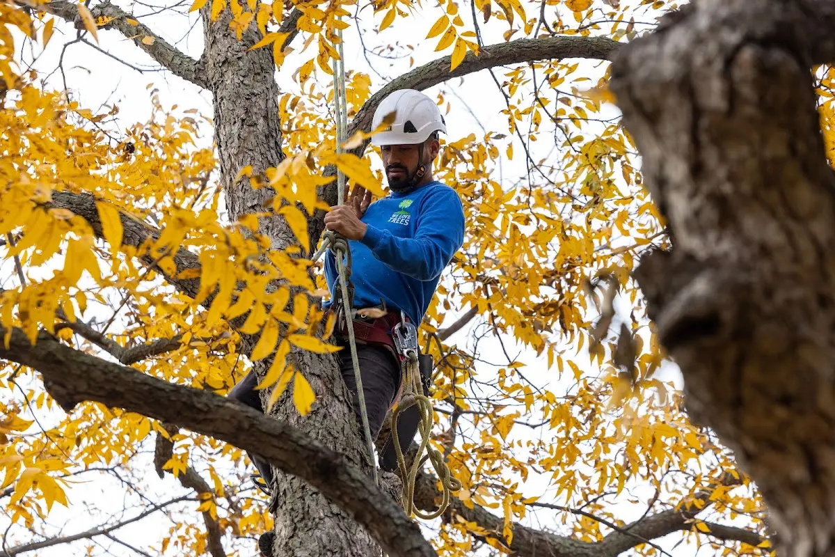 Skilled Tree Pruning crew working in Aristes