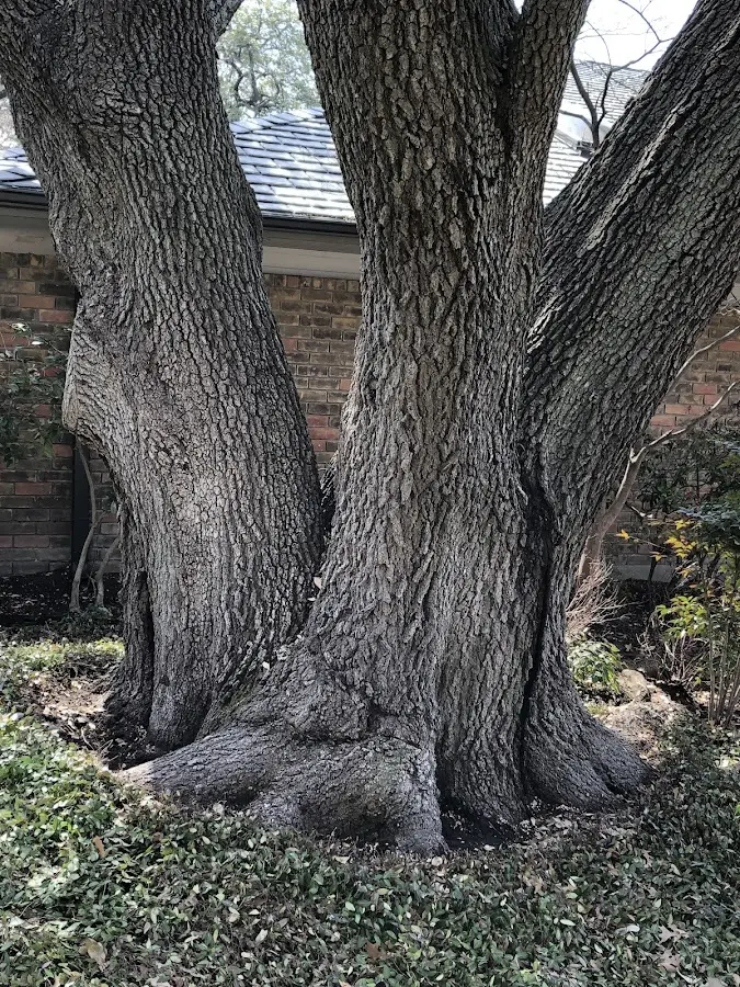 Mature heritage tree close to a Aristes property cared for by certified arborists