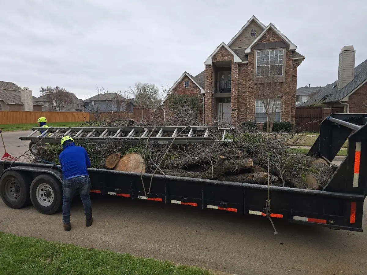 Expert Tree Removal with proper safety equipment in Aristes